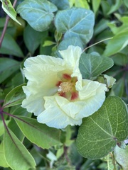 Gossypieae