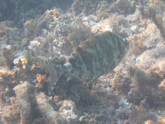 Siganus spinus