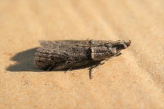 Acrobasis obliqua
