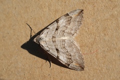 Aplocera efformata
