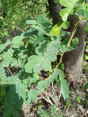 Detarium microcarpum