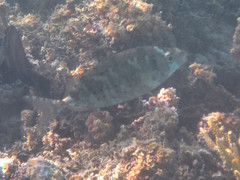 Siganus spinus