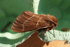 Macrothylacia digramma