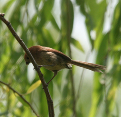Sinosuthora webbiana