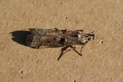 Pempelia palumbella