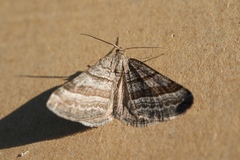 Scotopteryx coarctaria
