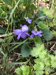 Viola langsdorffii