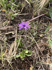 Campanula lusitanica