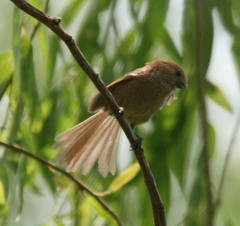 Sinosuthora webbiana