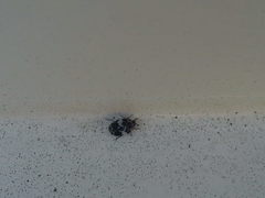 Anthrenus pimpinellae