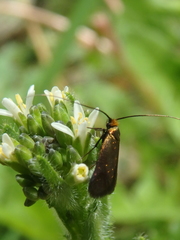 Cauchas rufimitrella