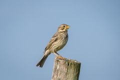 Emberiza calandra