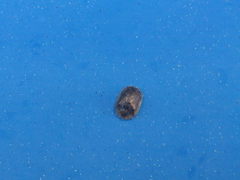 Hypocassida subferruginea