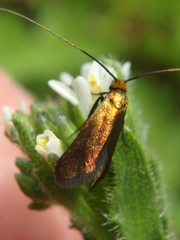 Cauchas rufimitrella