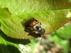 Andrena rosae