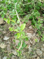 Gardenia erubescens