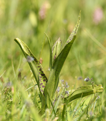 Dactylorhiza × kerneriorum