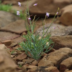 Heliophila trifurca