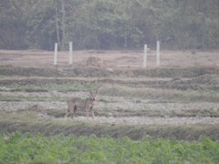 Canis lupus pallipes