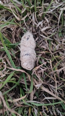 Canis lupus pallipes
