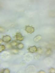Inocybe stellatospora image