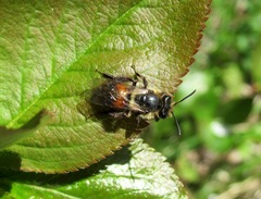 Andrena rosae