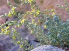 Sedum borissovae