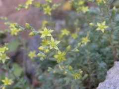Sedum borissovae