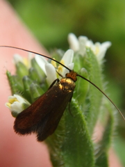 Cauchas rufimitrella