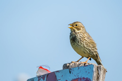 Emberiza calandra