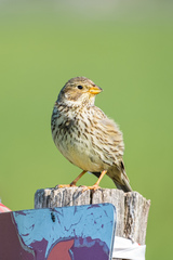 Emberiza calandra
