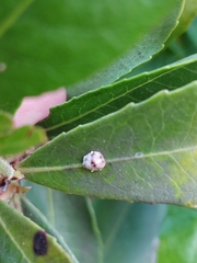 Ceroplastes sinensis