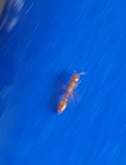 Pseudomyrmex pallidus
