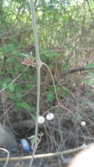 Ampelocissus acapulcensis