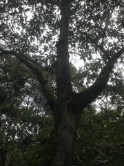 Croton magdalenensis