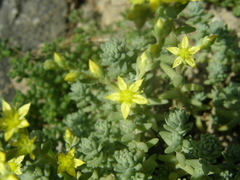 Sedum borissovae