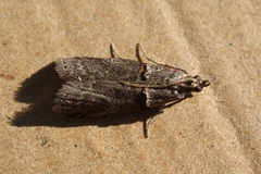Acrobasis obliqua