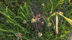Lomatium hooveri