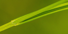Carex bebbii
