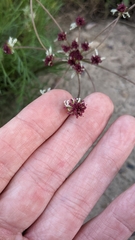 Lomatium hooveri