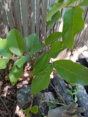 Lagerstroemia subcostata