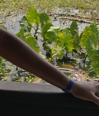 Montrichardia linifera