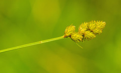 Carex bebbii