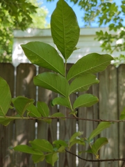 Lagerstroemia subcostata