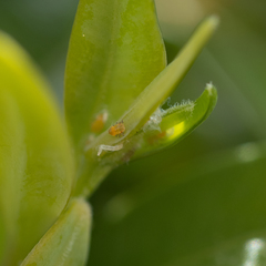 Psylla buxi