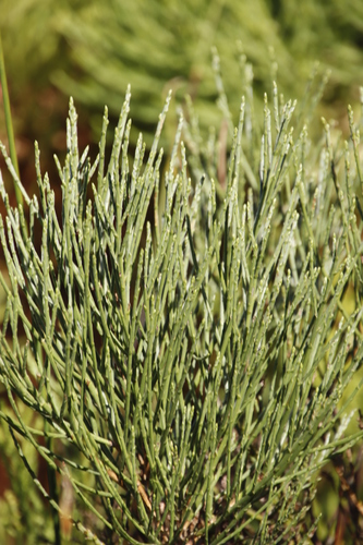 Image of Psoralea aphylla by (c) Tony Rebelo, some rights reserved (CC BY-SA)