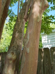 Lagerstroemia subcostata