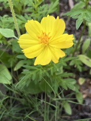 Cosmos sulphureus
