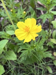 Cosmos sulphureus