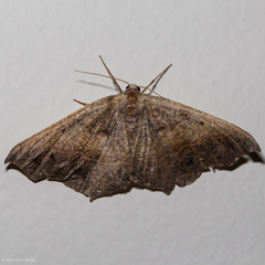 Prochoerodes forficaria